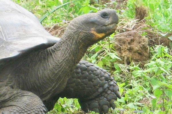 What a Tortoise Can Teach You