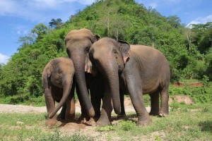 Elephant Thailand yoga retreat