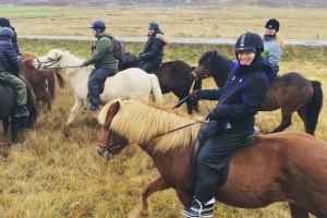 Icelandic Horses Akureyri Yoga Adventure