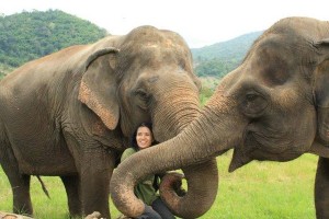 Lek Chailert Elephant Nature Park