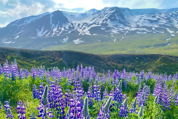 Akureyri Iceland Yoga 