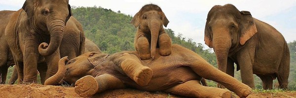 Thailand Elephant Rescue Yoga Retreat