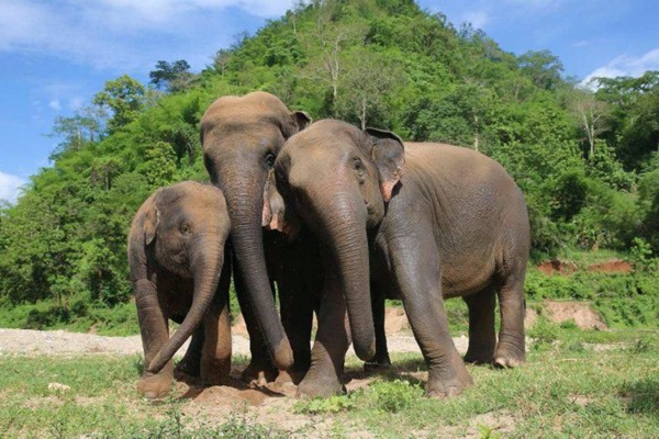 Yoga Seva Destination - Thailand Elephant Sanctuary