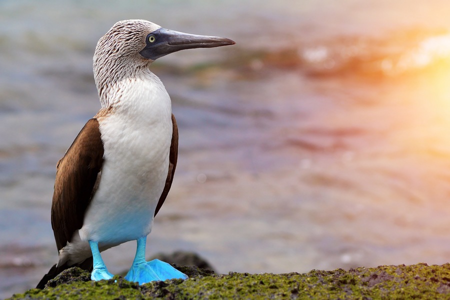 Galapagos with Jurian Hughes