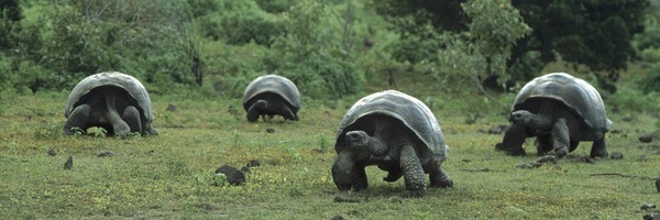 Galapagos