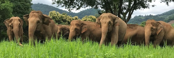 Thailand Elephant Rescue Yoga Retreat