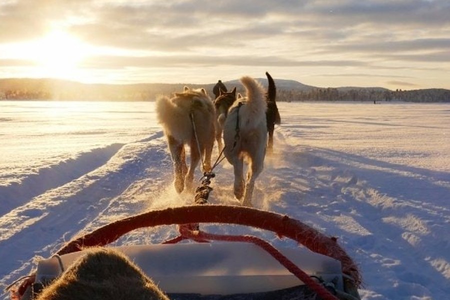 Husky Sledding